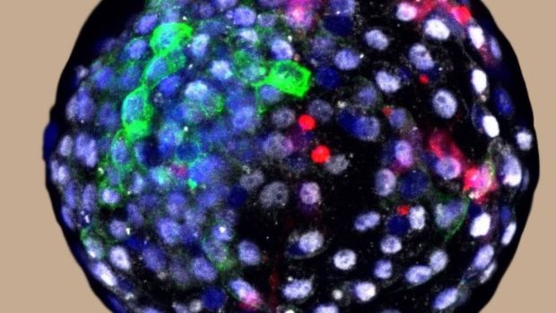 Human cells grown in monkey embryos spark ethical debate