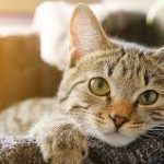 Fun Facts about Cats
